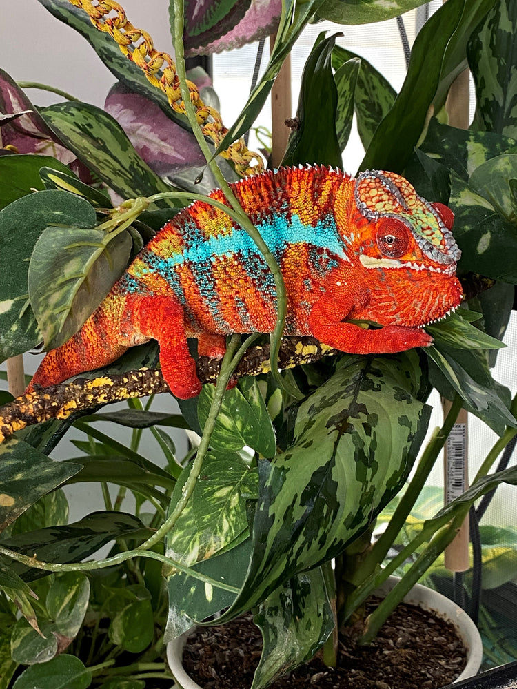 Panther Chameleon - Ambilobe Region