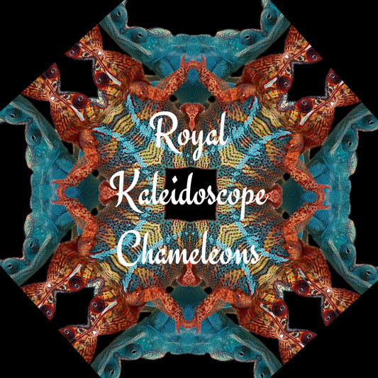 Panther Chameleon - Noseybe Region