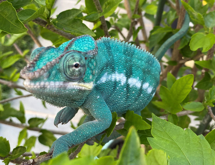 Panther Chameleon - Noseybe Region