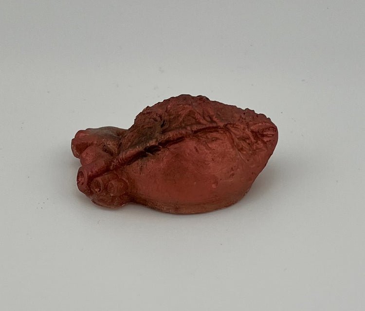 Resin Item 23124 Heart Anatomical Small