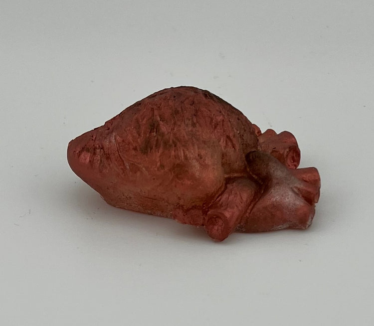 Resin Item 23124 Heart Anatomical Small