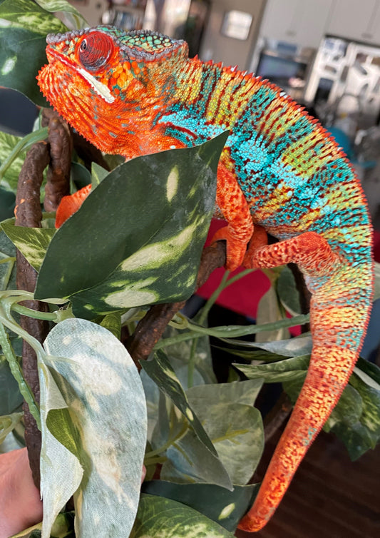 Panther Chameleon - Ambilobe Region