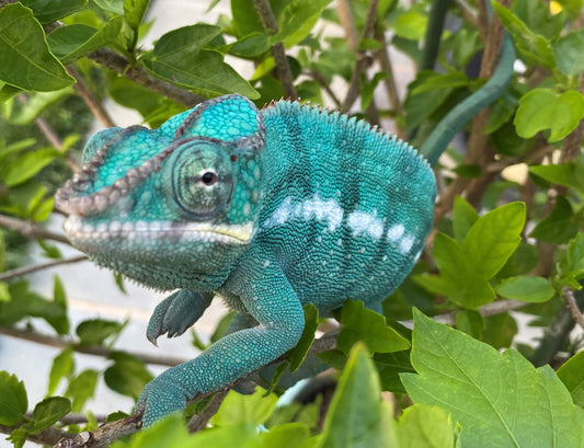 Panther Chameleon - Noseybe Region